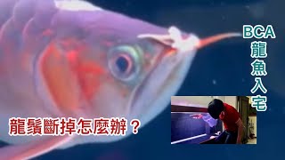 BCA龍魚入宅 龍魚鬚斷了怎麼辦～姐的水族生活 24 #龍魚#龍魚專賣店#紅龍