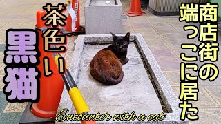 Deepな商店街で出会った茶色い黒猫。 A brown black cat I met in an empty shopping street.