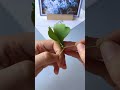 let s make a ginkgo leaf butterfly craft together. it doesn t have to be too simple. you can do it.