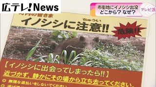 【福山市】イノシシ出没で男女２人ケガ なぜ現れたのか？