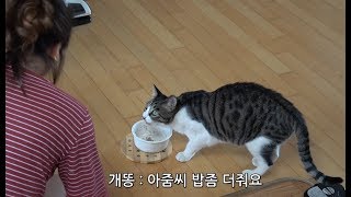 어머님은 고양이가 싫다고 하셨어~ / 개똥이가 똥 많이 싸는 이유