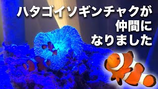 ハタゴイソギンチャク届いたので30cm水槽に！カクレクマノミと共生です〜、元気な個体で長期飼育できればいいなと思ってます！