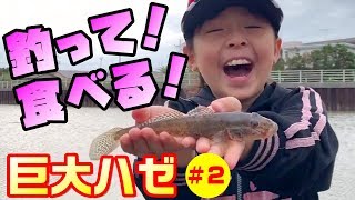 【ハゼ釣り】夷隅川の河口で20㎝超え巨大ハゼ!!《#2 実釣\u0026実食編》～外房・勝浦市～