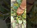 చుక్కకూర u0026పాలకూర మా గార్డెన్ లో నేచురల్ harvesting spinach u0026 greensorrel leaf🌿 leafyveggies telugu