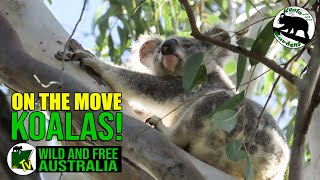 Tree Climbing Koala       |         Grace