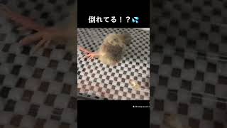 行き倒れたヒメウズラ