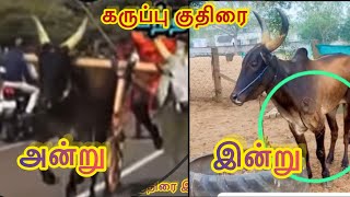 கருப்பு குதிரை இளம்வயதில் மாஸ் காட்டிய பந்தயம் 👌 அன்று முதல் இன்று வரை ஓட்டம் மாறவில்லை