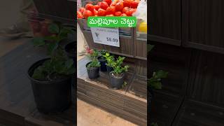 మల్లెపూల చెట్టు కొందామనుకున్న#shorts #viral #youtubeshorts #ytshorts #usa #trending