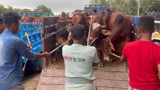 Cow unloading,cow videos,cow video,big cow,goru hamba cow,Gabtoli,Paragram[Ep -40](Kurbani Eid2022)