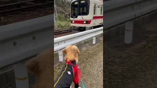 電車を見るアム🚃🐶 #goldenretriever#大型犬 #ゴールデンレトリバーとの生活 #愛犬#ゴールデンレトリバーと暮らす#大型犬の居る暮らし#犬の居る暮らし#golden#電車と犬