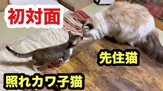 先住猫と初対面する子猫がモジモジして可愛かった／お試し訪問してみた保護子猫