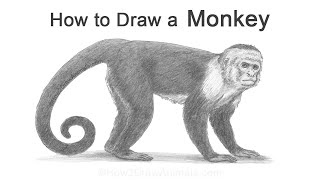 How to Draw a Monkey (Capuchin)