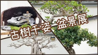 古樹千姿 沙田盆景展 活著的藝術｜Pot Culture｜沙田公園 香港好去處 2023