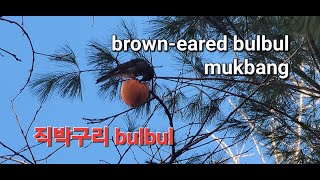 직박구리 bulbul  감나무에서 직박구리 감먹방 ✨️✨️✨️마지막 감까지 새들은 나눠 먹는다.