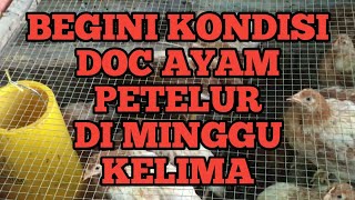 9. PERKEMBANGAN DOC AYAM PETELUR SAMPAI MINGGU KELIMA