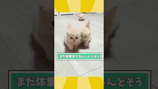 ネコさんの動画見てほっこりしたらおやすみなさいwwwwwww