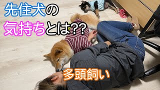 [Shiba Inu] My older dog is acting strange... [Multiple pet owners]