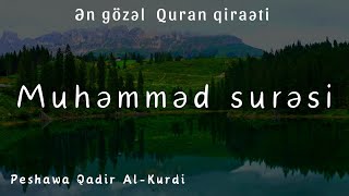 Muhammad surəsi | Peshawa Qadir Al Kurdi | ÇOX GÖZƏL OXUYUR