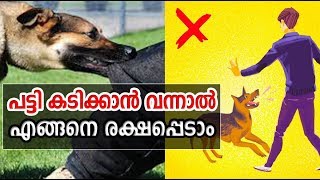 How to escape from dog bite | 100% Working | പട്ടി കടിക്കാന്‍ വന്നാല്‍ എങ്ങനെ രക്ഷപ്പെടാം ?