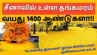 சீனாவில் உள்ள தங்கமரம்!! வயது 1400 ஆண்டுகளா!! | HF Tamil