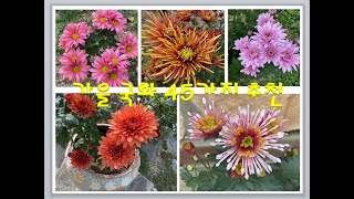 Recommendations for 45 of the prettiest fall chrysanthemums