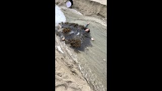 Man Gets Stuck in Seaweed and Taken Out to Sea! #shorts