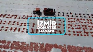 İzmir Bergama’da Domates Hasadı 🍅