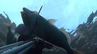 Spearfishing 2025. Τhe most selective fishing form. Ψαροντούφεκο, η πιο επιλεκτική μορφή αλιείας.