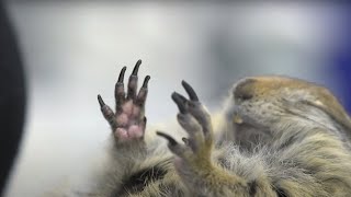 Meet the Arctic Ground Squirrel