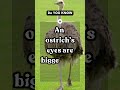 Why Ostriches Are the Most Fascinating Bird