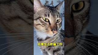 如果生活欺骗了你，你就打开美颜相机，欺骗所有人🤨 #可爱猫咪 #狸花猫 #猫咪的迷惑行为 #可爱 #萌宠 #貓咪