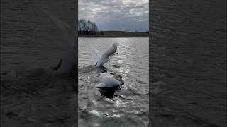 Папа лебедь всегда готов к защите семьи. #лебедь #swan #милоевидео #лебеди #мило #друг #love #полеты