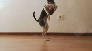 BEST Dance Moves for Canines EXPOSED by Top Dog Trainer!