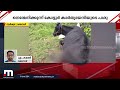 വയനാട്ടിൽ പശുവിന് നേരെ കടുവയുടെ ആക്രമണം tiger attack wayanad