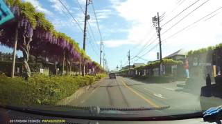 【車載】 春日部市役所前の藤通り_170504