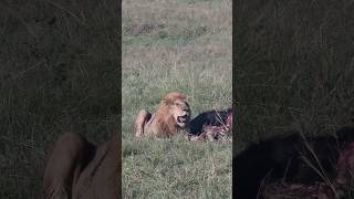 Maasai Mara Sightings Today  08/03/23 (Lions, Hyena, etc) | Zebra Plains | #Wildlife #shortsafrica