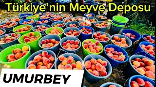 Türkiye’nin Meyve Deposu UMURBEY