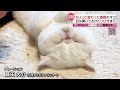 【投稿動画】目を開けたまま眠る猫『every.特集』