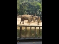 Elephant putting the hat on the trainer's head - Singapore Zoo