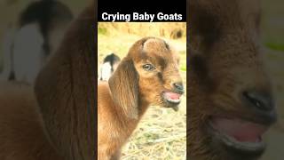Cutest Baby Goat Screaming Sounds Part 1 #shorts