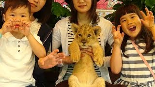 動物園でライオンの赤ちゃんにタッチしたよ♫