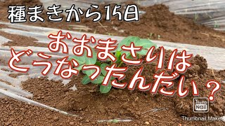 種まきして15日、おおまさりのその後に迫る！