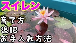 誰でも簡単にできる睡蓮の育て方、追肥のタイミング、日々のお手入れ方法！ビオトープの睡蓮の全て！