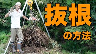 【抜根】チェーンブロックを使った抜根作業を解説します