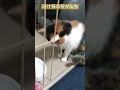 【お水の虜猫】毎回必ずお水をワクワク待つかわいい三毛猫のこちらです。　 保護猫