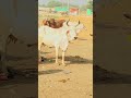 shandar quality ki desi cow cows youtube trending viral new shorts