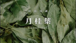 月桂葉精油｜太陽神阿波羅祝福回春與智慧｜暢通呼吸道