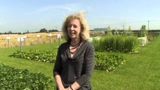 Introduction to NIAB Innovation Farm