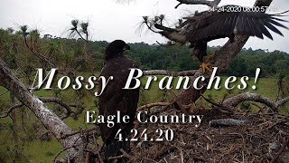 Mossy Branches! | Eagle Country 4.24.20