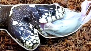 TWO HEAD SNAKE EATS AND BIG PYTHON STEALS A RAT!!! | BRIAN BARCZYK